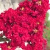 Red Rocket Crape Myrtle - 1 Gallon Pot -Outlet Drip Mingle Store Crape Myrtle Red Rocket Closeup 500x750 3