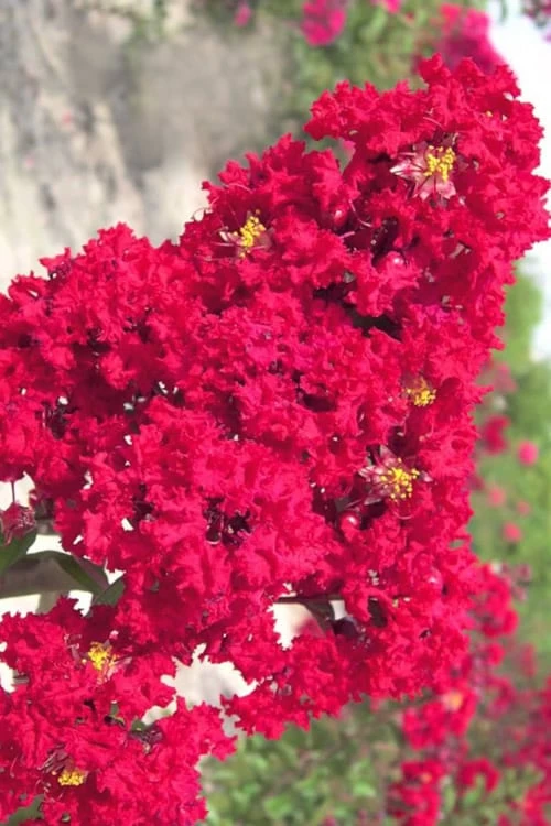 Red Rocket Crape Myrtle - 1 Gallon Pot 3 Red Rocket Crape Myrtle - 1 Gallon Pot