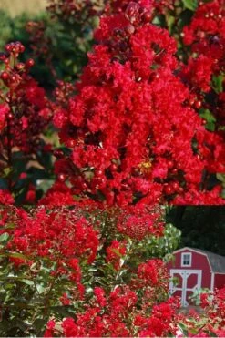 Red Rooster Crape Myrtle Tree (Single Trunk) - 3 Gallon Pot -Outlet Drip Mingle Store Crape Myrtle Red Rooster 2 500 x750