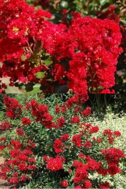 Red Rooster Crape Myrtle - 2 Gallon Pot 11 Red Rooster Crape Myrtle - 2 Gallon Pot -Outlet Drip Mingle Store Crape Myrtle Red Rooster 5 x750 1