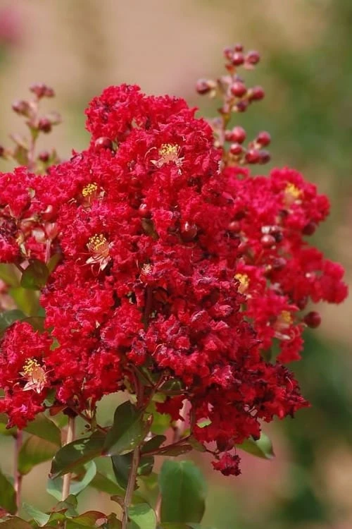 Red Rooster Crape Myrtle - 2 Gallon Pot 3 Red Rooster Crape Myrtle - 2 Gallon Pot