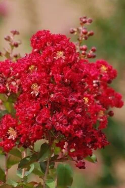 Red Rooster Crape Myrtle Tree (Single Trunk) - 3 Gallon Pot -Outlet Drip Mingle Store Crape Myrtle Red Rooster 6