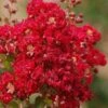 Red Rooster Crape Myrtle - 7 Gallon Pot -Outlet Drip Mingle Store Crape Myrtle Red Rooster 6 3