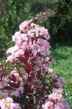 Rhapsody In Pink Crape Myrtle - 6 Pack Of 1 Gallon Pots -Outlet Drip Mingle Store Crape Myrtle Rhapsody In Pink 10 1