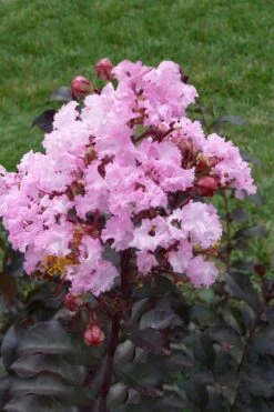 Rhapsody In Pink Crape Myrtle - 1 Gallon Pot -Outlet Drip Mingle Store Crape Myrtle Rhapsody In Pink 11