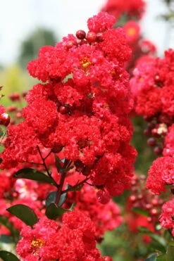 Ruffled Red Magic Crape Myrtle Tree (Single Trunk) - 7 Gallon Pot (5-6') -Outlet Drip Mingle Store Crape Myrtle Ruffled Red Magic 500x750 1