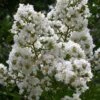 Sarah's Favorite Crape Myrtle - 7 Gallon Pot (4-5') -Outlet Drip Mingle Store Crape Myrtle Sarahs Favorite 7 1