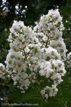 Sarah's Favorite Crape Myrtle - 1 Gallon Pot