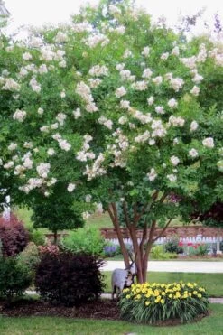 Sarah's Favorite Crape Myrtle - 5 Gallon Pot -Outlet Drip Mingle Store Crape Myrtle Sarahs Favorite 8 4