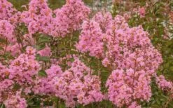 Sioux Pink Crape Myrtle - 6 Pack Of 1 Gallon Pots -Outlet Drip Mingle Store Crape Myrtle Sioux Pink 51 1