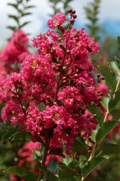 Tonto Red Crape Myrtle - 7 Gallon Pot (3-4') -Outlet Drip Mingle Store Crape Myrtle Tonto 10 4