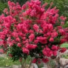 Tonto Red Crape Myrtle - 6 Pack Of 1 Gallon Pots