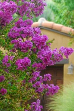 Zuni Purple Crape Myrtle - 6 Pack 1 Gallon Pots -Outlet Drip Mingle Store Crape Myrtle Zuni 2 1
