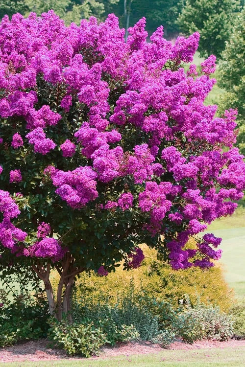 Zuni Purple Crape Myrtle - 1 Gallon Pot 6 Zuni Purple Crape Myrtle - 1 Gallon Pot - Image 4