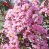 Rhapsody In Pink Crape Myrtle - 1 Gallon Pot -Outlet Drip Mingle Store Crape Rhapsody In Pink Crape Myrtle 3