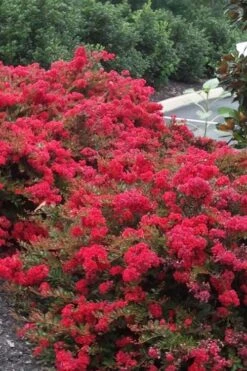 Cherry Dazzle Dwarf Crape Myrtle - 3 Gallon Pot -Outlet Drip Mingle Store Crape20Myrtle Cherry Dazzle 500x750 2