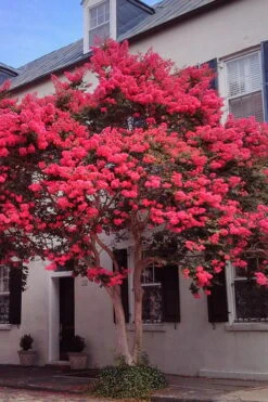 Tuscarora Watermelon Red Crape Myrtle - 5 Gallon Pot -Outlet Drip Mingle Store Crape20Myrtle Tuscarora 12