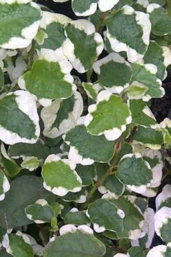 Variegated Creeping Fig (Ficus Pumila 'Variegata') - 10 Pack Of 4" Pint Pots -Outlet Drip Mingle Store Creeping Fig Variegated Ficus Pumila Rev 500x750 1