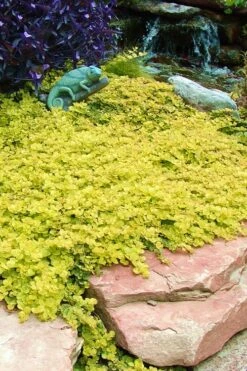 Golden Creeping Jenny - Lysimachia Nummularia Aurea - 5 Pack Of Pint Pots 13 Golden Creeping Jenny - Lysimachia Nummularia Aurea - 5 Pack Of Pint Pots -Outlet Drip Mingle Store Creeping Jenny 20 2