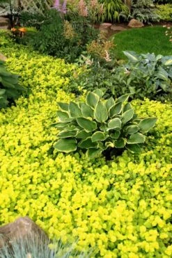 Golden Creeping Jenny - Lysimachia Nummularia Aurea - 18 Pack Of Pint Pots -Outlet Drip Mingle Store Creeping Jenny 21