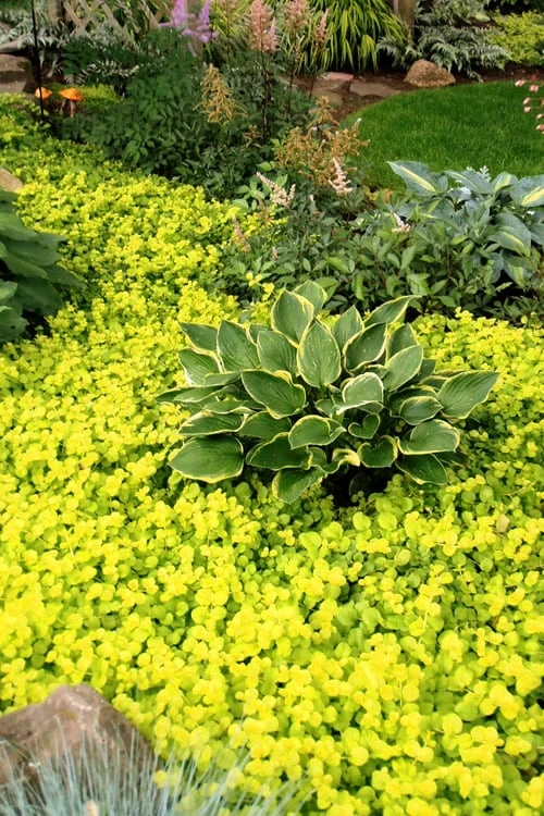Golden Creeping Jenny - Lysimachia Nummularia Aurea - 6 Pack Of Pint Pots 5 Golden Creeping Jenny - Lysimachia Nummularia Aurea - 6 Pack Of Pint Pots - Image 3