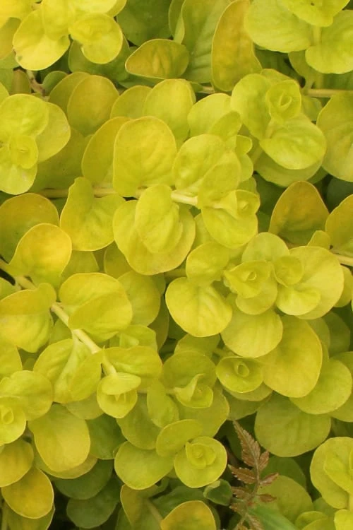 Golden Creeping Jenny - Lysimachia Nummularia Aurea - 6 Pack Of Pint Pots 3 Golden Creeping Jenny - Lysimachia Nummularia Aurea - 6 Pack Of Pint Pots