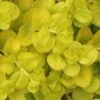 Golden Creeping Jenny - Lysimachia Nummularia Aurea - 10 Pack Of Pint Pots -Outlet Drip Mingle Store Creeping Jenny 22 4