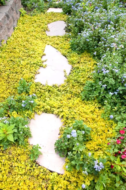 Golden Creeping Jenny - Lysimachia Nummularia Aurea - 6 Pack Of Pint Pots 6 Golden Creeping Jenny - Lysimachia Nummularia Aurea - 6 Pack Of Pint Pots - Image 4