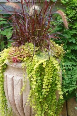 Golden Creeping Jenny (Lysimachia Nummularia 'Aurea') - 5 Pack Of Quart Pots -Outlet Drip Mingle Store Creeping Jenny 26 1