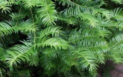 Creeping Japanese Plum Yew (Cephalotaxus Harringtonia 'Prostrata') - 2.5 Quart Pot -Outlet Drip Mingle Store Creeping japanese Plum Yew 1