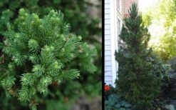 Black Dragon Cryptomeria - Japanese Cedar - 1 Gallon Pot -Outlet Drip Mingle Store Cryptomeria Black Dragon 2 1