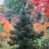 Black Dragon Cryptomeria - Japanese Cedar - 1 Gallon Pot -Outlet Drip Mingle Store Cryptomeria Black Dragon 500x750 2