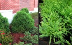 Chapel View Cryptomeria - Japanese Cedar - 3 Gallon Pot -Outlet Drip Mingle Store Cryptomeria Chapel View 10