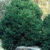 Chapel View Cryptomeria - Japanese Cedar - 3 Gallon Pot 2 Chapel View Cryptomeria - Japanese Cedar - 3 Gallon Pot -Outlet Drip Mingle Store Cryptomeria Chapel View 500x750 1