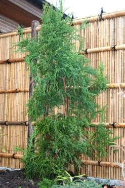 Rasen Sugi Cryptomeria Japanese Cedar - 2 Gallon Pot -Outlet Drip Mingle Store Cryptomeria Rasen Sugi 1 1