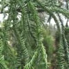 Rasen Sugi Cryptomeria Japanese Cedar - 3 Gallon Pot -Outlet Drip Mingle Store Cryptomeria Rasen Sugi 2