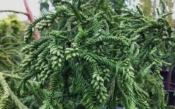 Rasen Sugi Cryptomeria Japanese Cedar - 3 Gallon Pot -Outlet Drip Mingle Store Cryptomeria Rasen Sugi 3