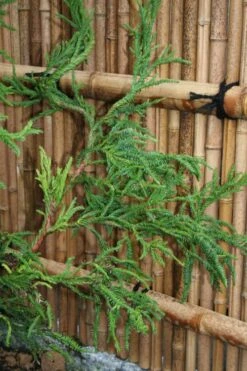 Rasen Sugi Cryptomeria Japanese Cedar - 2 Gallon Pot -Outlet Drip Mingle Store Cryptomeria Rasen Sugi 4 1