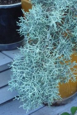 Blue Ice Arizona Cypress - 7 Gallon Pot (5-6') 13 Blue Ice Arizona Cypress - 7 Gallon Pot (5-6') -Outlet Drip Mingle Store Cypress Blue Ice 10