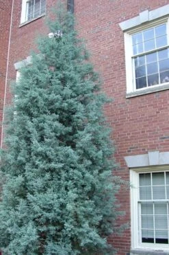 Blue Ice Arizona Cypress - 7 Gallon Pot (5-6') 15 Blue Ice Arizona Cypress - 7 Gallon Pot (5-6') -Outlet Drip Mingle Store Cypress Blue Ice Rev 500x750 1
