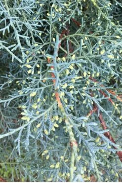 Carolina Sapphire Arizona Cypress - 7 Gallon Pot (5-6') -Outlet Drip Mingle Store Cypress Carolina Sapphire 23 3