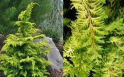 Gold Tip Fernspray Hinoki Cypress - 2 Gallon Pot 9 Gold Tip Fernspray Hinoki Cypress - 2 Gallon Pot -Outlet Drip Mingle Store Cypress Gold Tip Fernspray