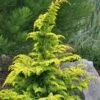 Gold Tip Fernspray Hinoki Cypress - 2 Gallon Pot -Outlet Drip Mingle Store Cypress Gold Tip Fernspray 6