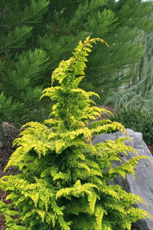 Gold Tip Fernspray Hinoki Cypress - 2 Gallon Pot 3 Gold Tip Fernspray Hinoki Cypress - 2 Gallon Pot