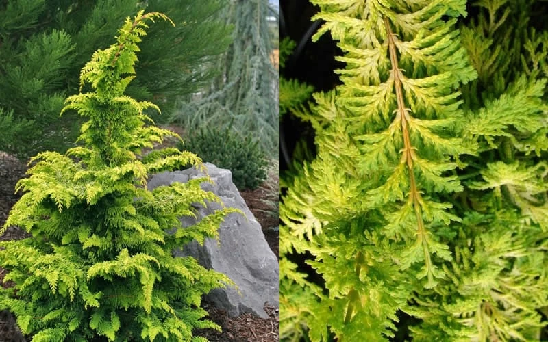 Gold Tip Fernspray Hinoki Cypress - 2 Gallon Pot 6 Gold Tip Fernspray Hinoki Cypress - 2 Gallon Pot - Image 4