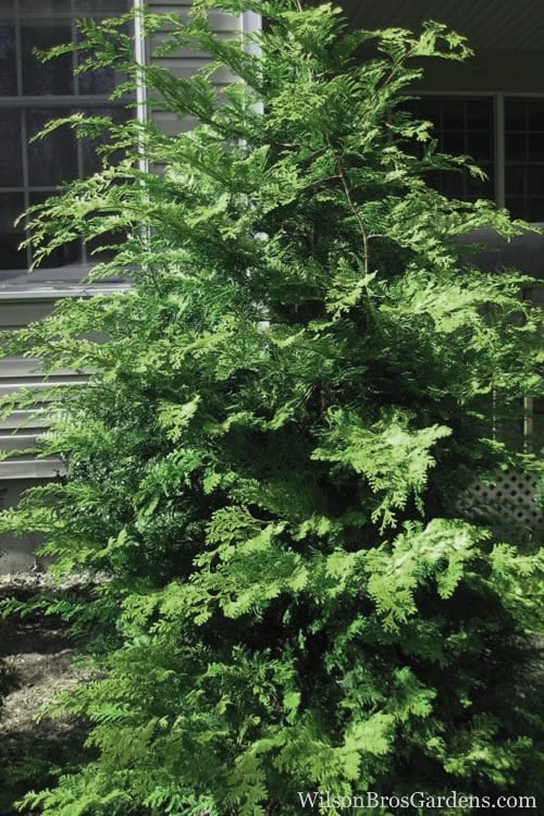 Southern Lace Hinoki Cypress - 6 Pack Of 1 Gallon Pots 3 Southern Lace Hinoki Cypress - 6 Pack Of 1 Gallon Pots