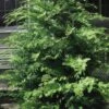 Southern Lace Hinoki Cypress - 7 Gallon Pot (3-4') 2 Southern Lace Hinoki Cypress - 7 Gallon Pot (3-4') -Outlet Drip Mingle Store Cypress Hinoki Southern Lace 12 4