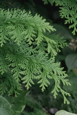 Southern Lace Hinoki Cypress - 7 Gallon Pot (4-5') 9 Southern Lace Hinoki Cypress - 7 Gallon Pot (4-5') -Outlet Drip Mingle Store Cypress Hinoki Southern Lace 13