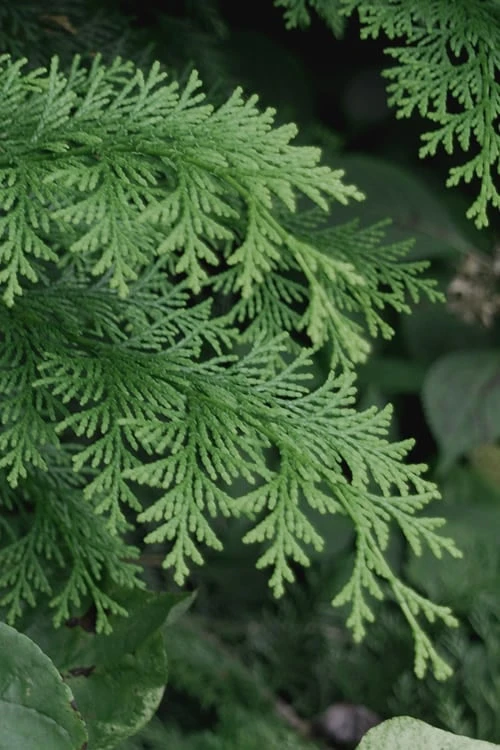 Southern Lace Hinoki Cypress - 7 Gallon Pot (3-4') 6 Southern Lace Hinoki Cypress - 7 Gallon Pot (3-4') - Image 4