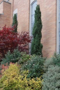 Italian Cypress - 7 Gallon Pot (4-5') -Outlet Drip Mingle Store Cypress Italian 10 1